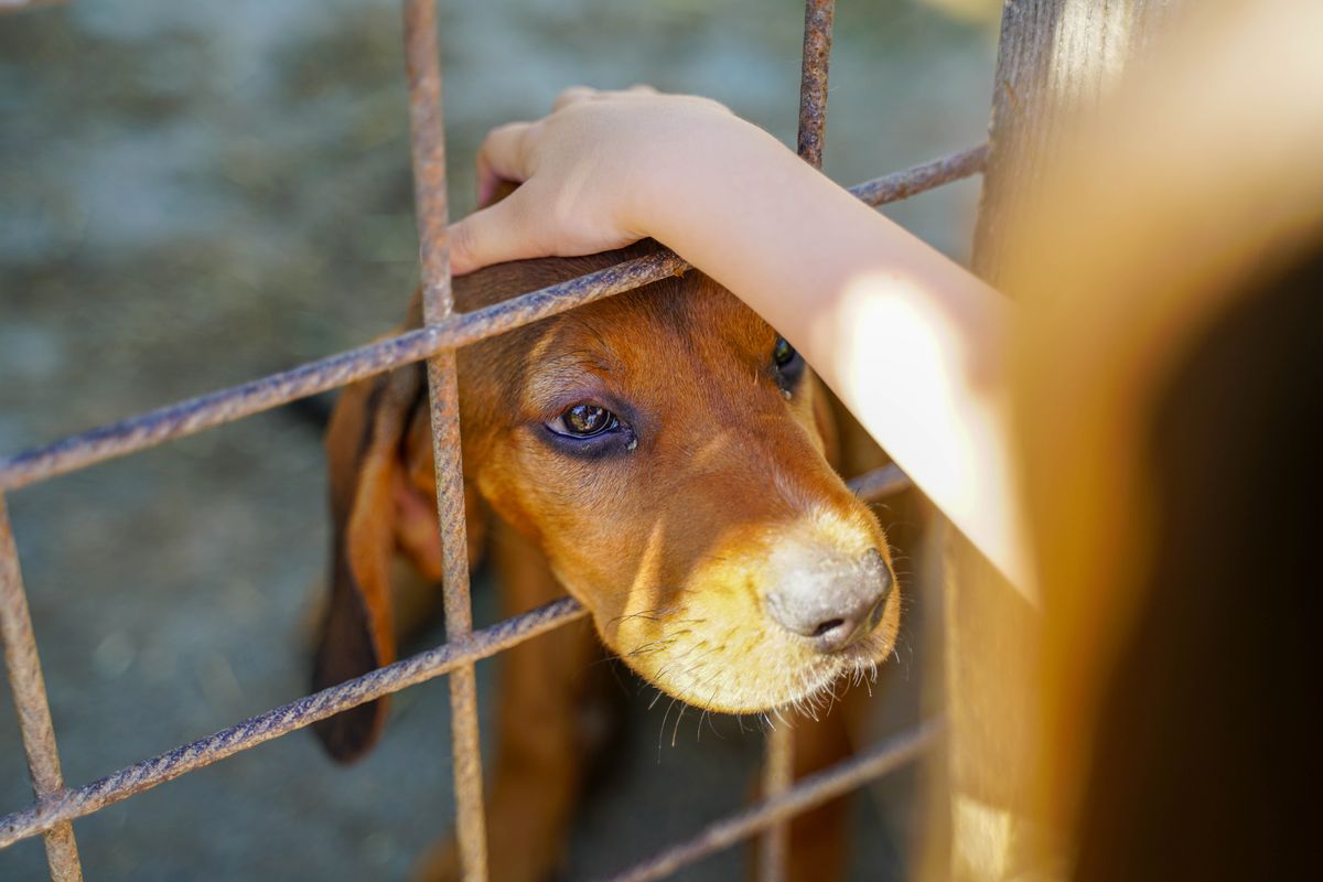 保護犬・保護猫の保護施設のイメージ