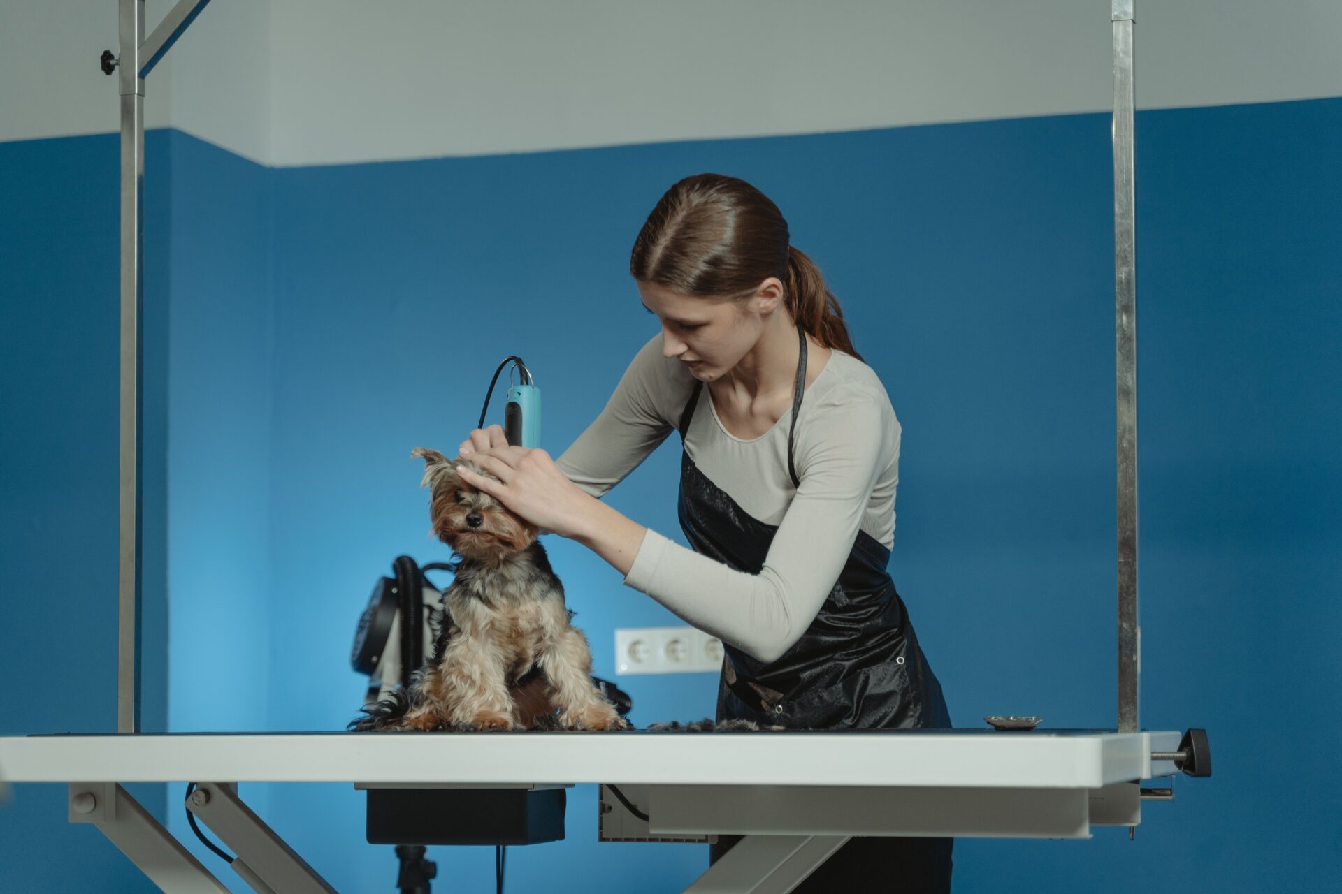 犬のトリミングをする様子